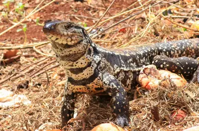 Lagartos overos en La Plata: todo lo que hay que saber ante su presencia en zonas urbanas
