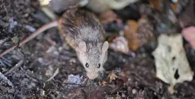 Grabaron a una rata corriendo en Plaza Italia y crece el temor por el hantavirus 