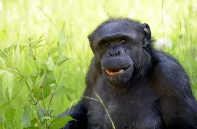 Murió Tomy, el histórico chimpancé del ex Zoológico de La Plata que dejó una huella imborrable