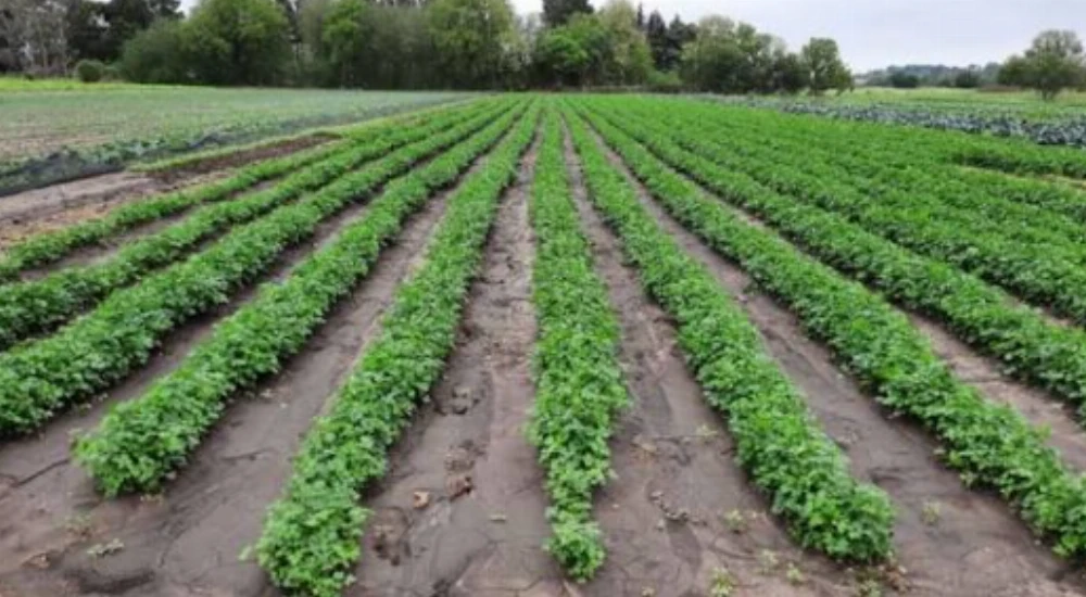 Preocupación en el sector agricultor: caen las ventas y comenzaron a tirar las verdura