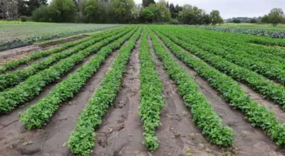 Preocupación en el sector agricultor: caen las ventas y comenzaron a tirar las verdura